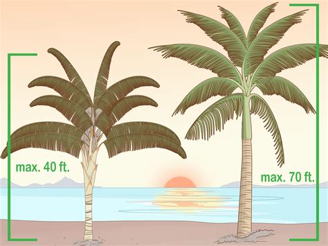 2 Easy Ways To Identify Palm Trees With Pictures