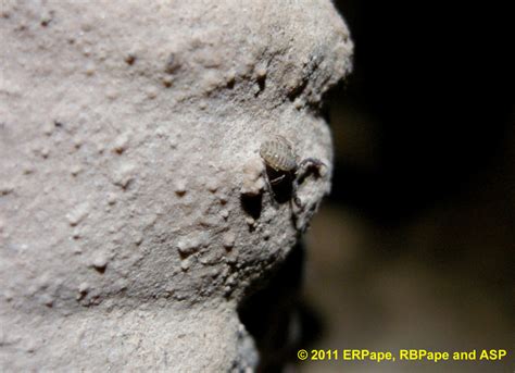 Pseudoscorpion Kartchner Caverns Macro Invertebrate Research Project