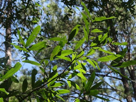 Quercus Hemisphaerica Darlington Oak Image