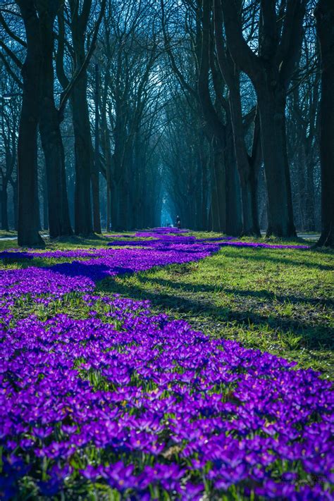 Purple Flowers Beautiful Nature Beautiful Landscapes Nature Scenes