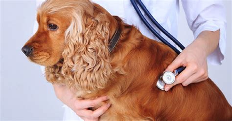How To Know If Your Dog Has Disease Doglopedix