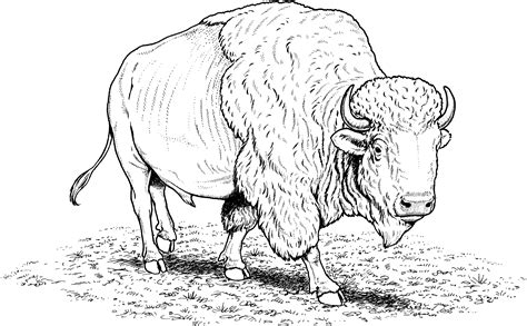 North American Wildlife Coloring Pages Coloring Pages