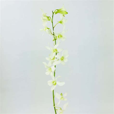 Hawaiian Dendrobium Orchid White Wholesale Bulk Flowers Cascade Floral