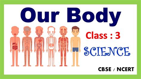 Our Body Class Science EVS CBSE NCERT Organ System Our Amazing Body YouTube
