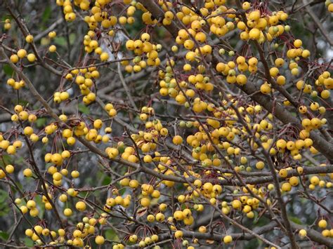 Harvest Gold Crabapples Which Are Such A Warm Yellow Their Spring