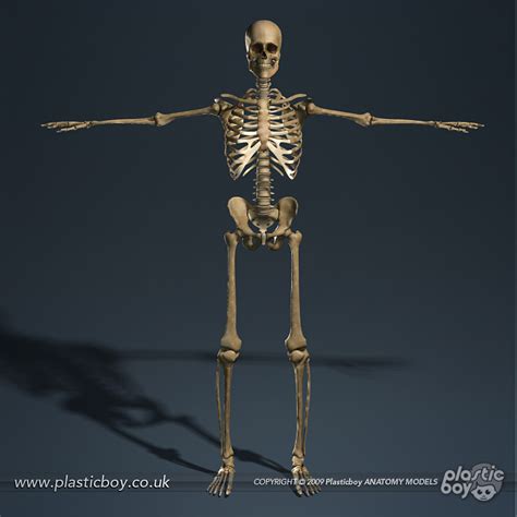 Skeletal System 3d Model 03 By Therealplasticboy On Deviantart