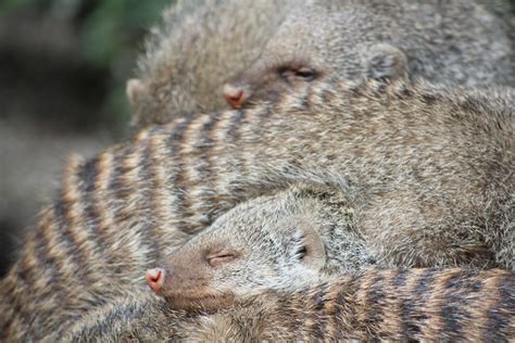 Free Images Warm Sweet Cute Wildlife Zoo Pile Small Mammal