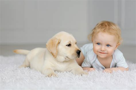 Should Dogs Be Around Newborns