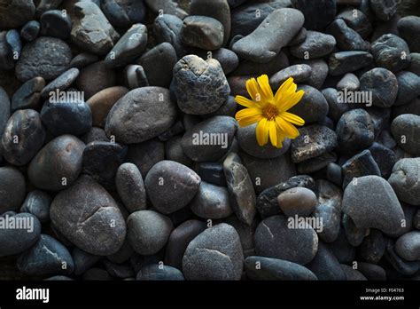 Pebbles Flower Hi Res Stock Photography And Images Alamy