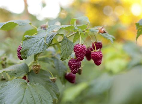 How to Identify Disease in My Raspberry Plants | eHow