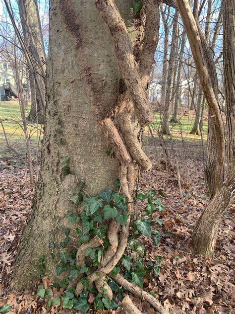 Why You Need To Remove Vines From Trees — Nashville Tree Conservation Corps