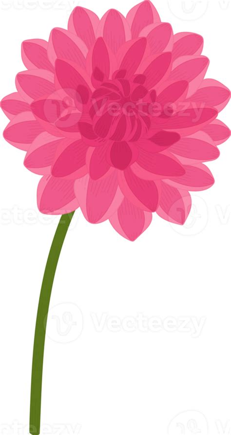 Free Pink Dahlia Flower Hand Drawn Illustration 10172992 Png With