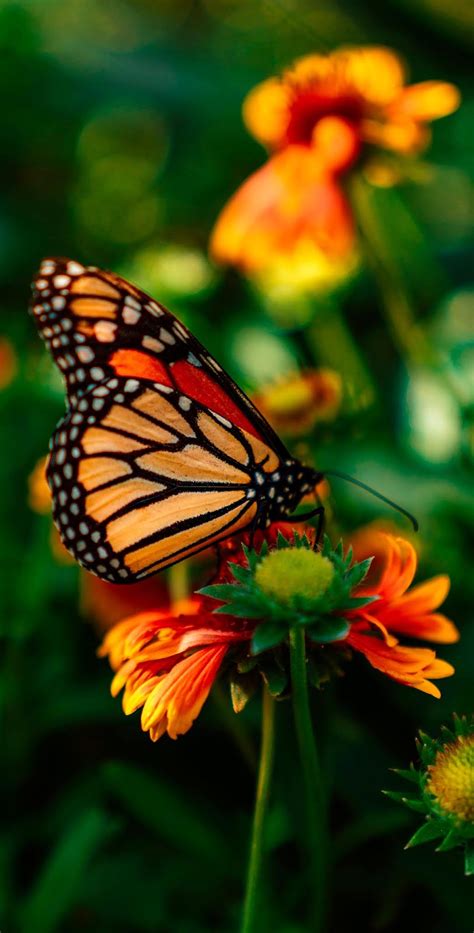 Beautiful Monarch Butterfly About Wild Animals