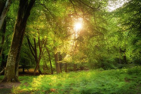 Sunlight Bursting Through Forest Canopy By Travelpix Ltd