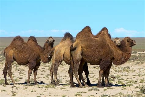 The Seven Extant Species Of The Camelidae Family - WorldAtlas