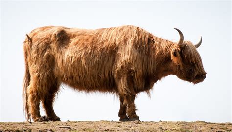 Oxen are used in some countries for pulling. Ox wallpapers, Animal, HQ Ox pictures | 4K Wallpapers 2019