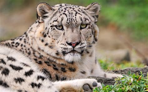 Download Animal Snow Leopard Hd Wallpaper