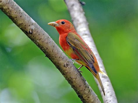 Female Summer Tanagers Male Vs Female Identification Birdfact