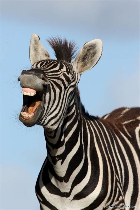 Laughing Zebra Zebra Pictures Cute Animals Animals
