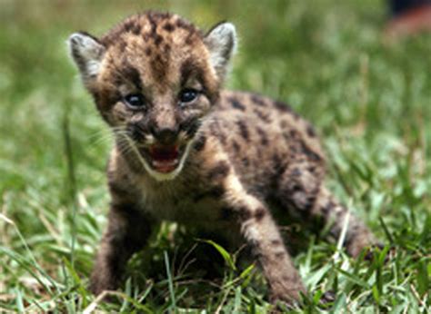 New Baby Puma Born In Berlin Zoo Baby Animal Zoo