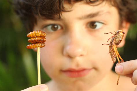 Concours Es Tu Prêt à Manger Des Insectes
