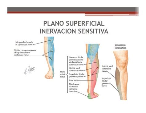 Anatomia De La Pierna