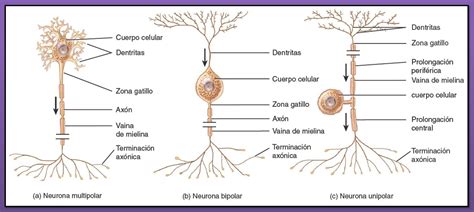 Neurona ~ Biopsicosalud