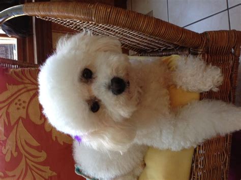 Adopt Maggie On Petfinder Bichon Rescue Bichon Frise Rescue Bichon