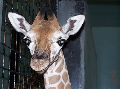 Some Closer Looks At The Baby Giraffe Buffalo Zoo