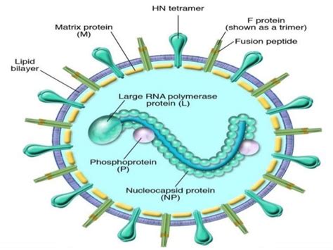 Paramyxovirus