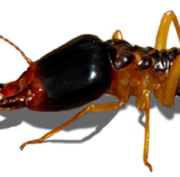 In addition, we will inspect the interior and exterior and advise you on any preventative steps that can be taken to help prevent future infestation issues from developing. Termite Inspection (WDO) | Wolf Inspection Services | 5 ...