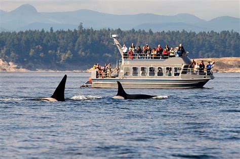 Victoria Whale Watching Cruise Freedom Destinations