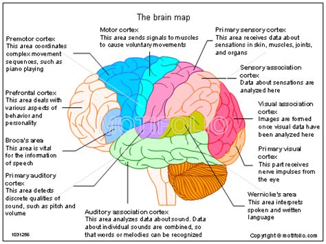 Brain Map Cvgkug