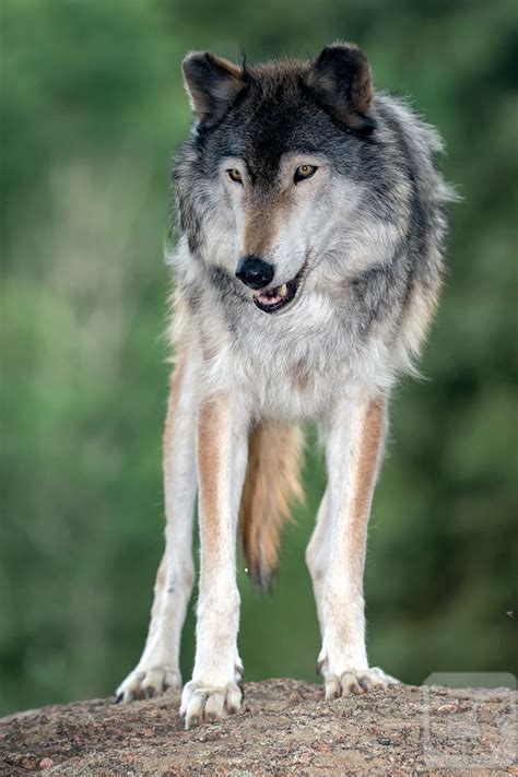 A Playful Dominance A Captured Female Alaskan Interior Timber Wolf