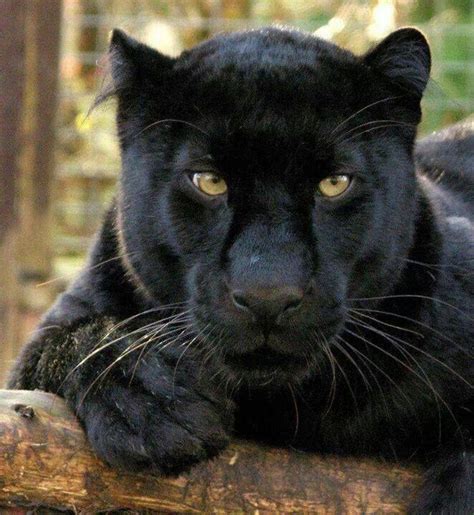 A Black Panther Is Typically A Melanistic Color Variant Of Any Of