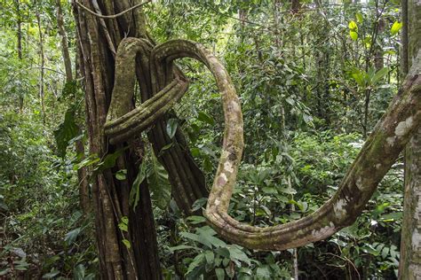 Lianas In The Tropical Rainforest