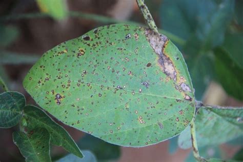 Frogeye Leaf Spot Of Soybeans Alabama Cooperative Extension System