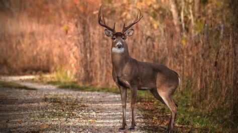 Whitetail Deer Hunters Set Record Buck Harvest Field And Stream