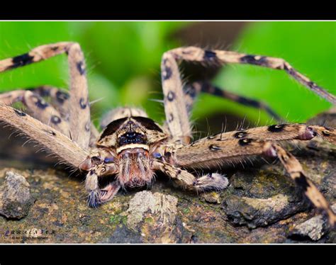 Spider 10 Banded Huntsman Spider Heteropoda Venatoria Flickr