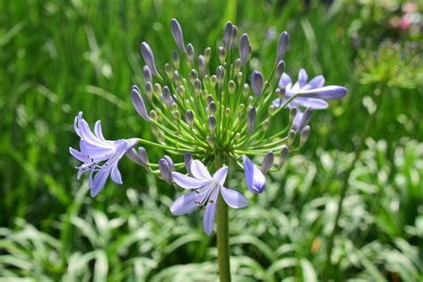 Jan 02, 2020 · the butterfly is most widespread in wisconsin, and can be found in portions of indiana, michigan, minnesota, new hampshire, new york, and ohio. lavender spring flowers for the butterfly garden ...