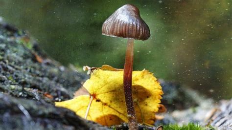The Magic Of Mushrooms Bbc All Mushroom Info