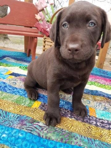 We have 6 gorgeous f2 labradoodle puppies for sale. Labradoodle puppy dog for sale in Alton, Missouri