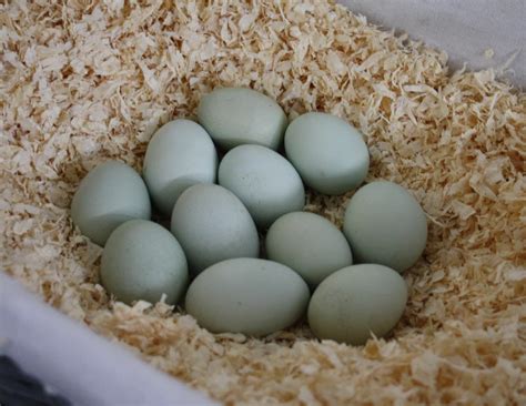 Legen weiße hühner weiße eier und braune hühner braune eier? Pin auf Garten mit Tieren