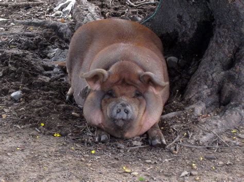 The Fattest Squishiest Pig Ever On Don Det Greg Goodman Flickr