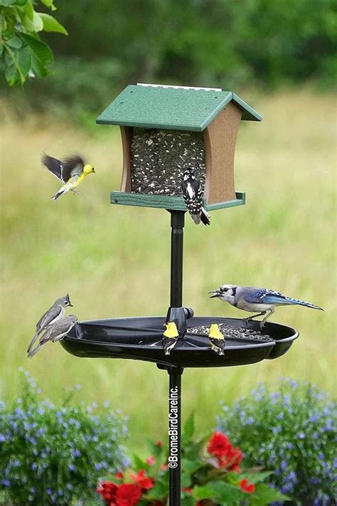 I'm tired of scrubbing the damned pool cover and deck twice a day. How to Get Rid of Grackles and Blackbirds at Feeders ...