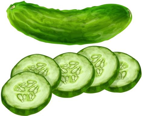 Cucumber Clipart 20 Free Cliparts Download Images On Clipground 2023