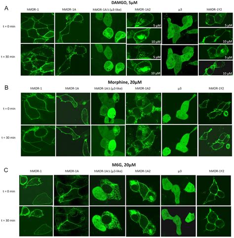 Distribution Patterns Of C Terminally Gfp Tagged Hmor 1 Variants Download Scientific Diagram