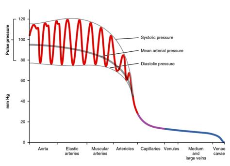 Does Your Systolic And Or Diastolic Arterial Pressure Change As Heart