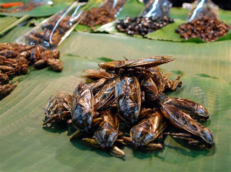 10 Insectes Et Recettes Dinsectes Dont Les Thaïlandais Raffolent