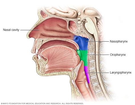 The appendix is in the lower right side of the abdomen above the hip bone. 10 Organ Manusia dan Fungsinya - Materi Kimia